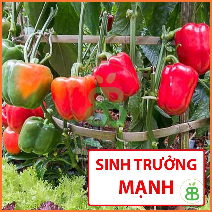 Hạt Giống Ớt Chuông RADO 0,5Gr 3