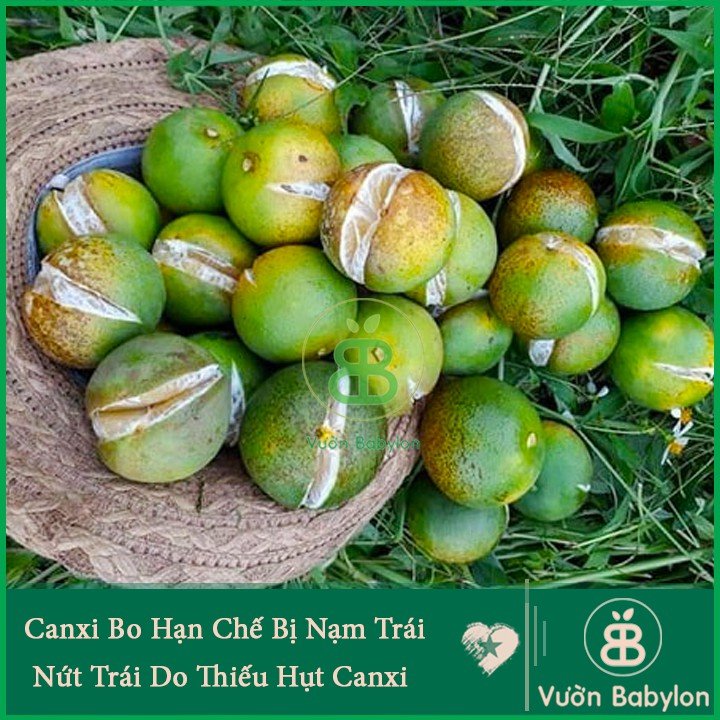 Phân Bón Lá Canxi Bo 100ml  – Giúp cây lớn trái, chống nứt trái, rụng trái 3