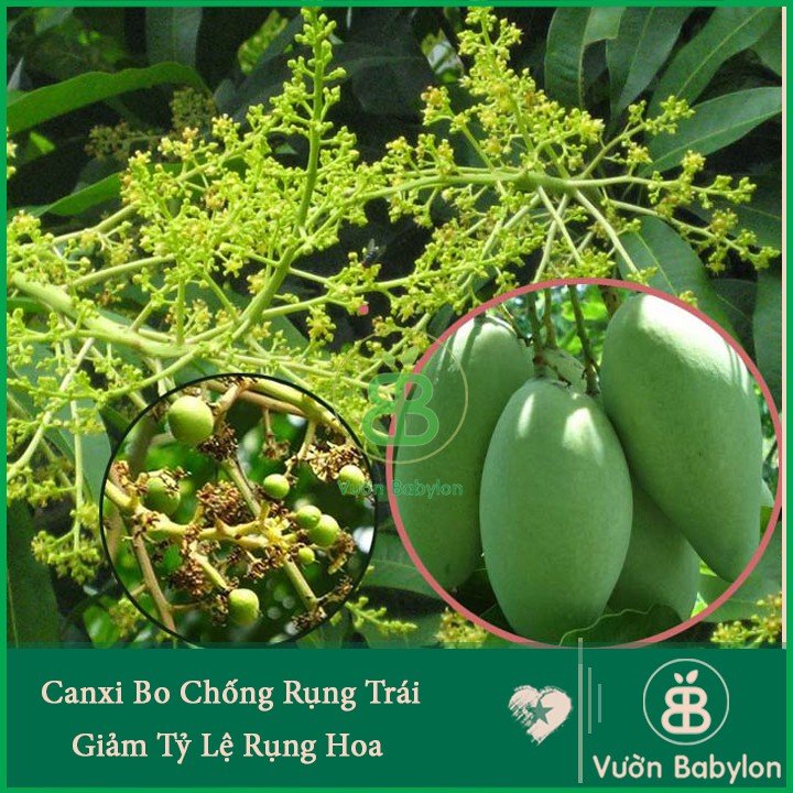 Phân Bón Lá Canxi Bo 100ml  – Giúp cây lớn trái, chống nứt trái, rụng trái 2