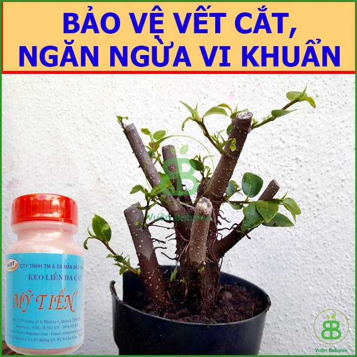 Keo Liền Sẹo Cho Cây Mỹ Tiến 100-225g – Liền da nhanh cho lan, cây cắt cành 2