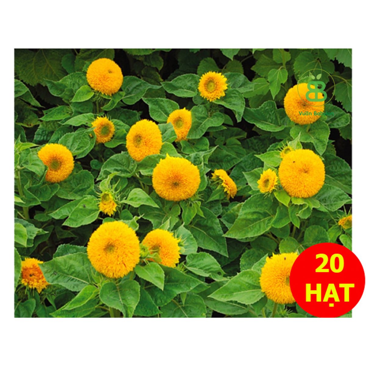 Hạt Giống Hoa Hướng Dương Lùn Kép RADO