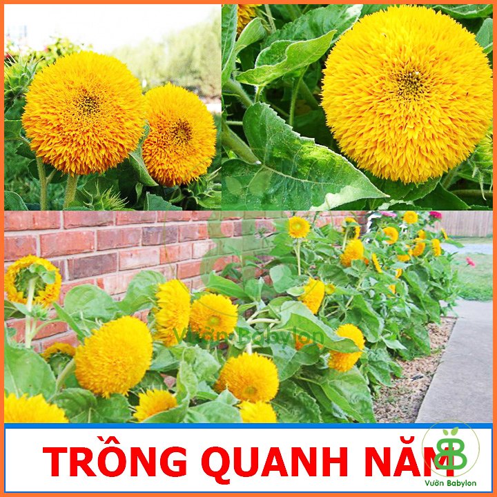 Hạt Giống Hoa Hướng Dương Cánh Kép RADO 2