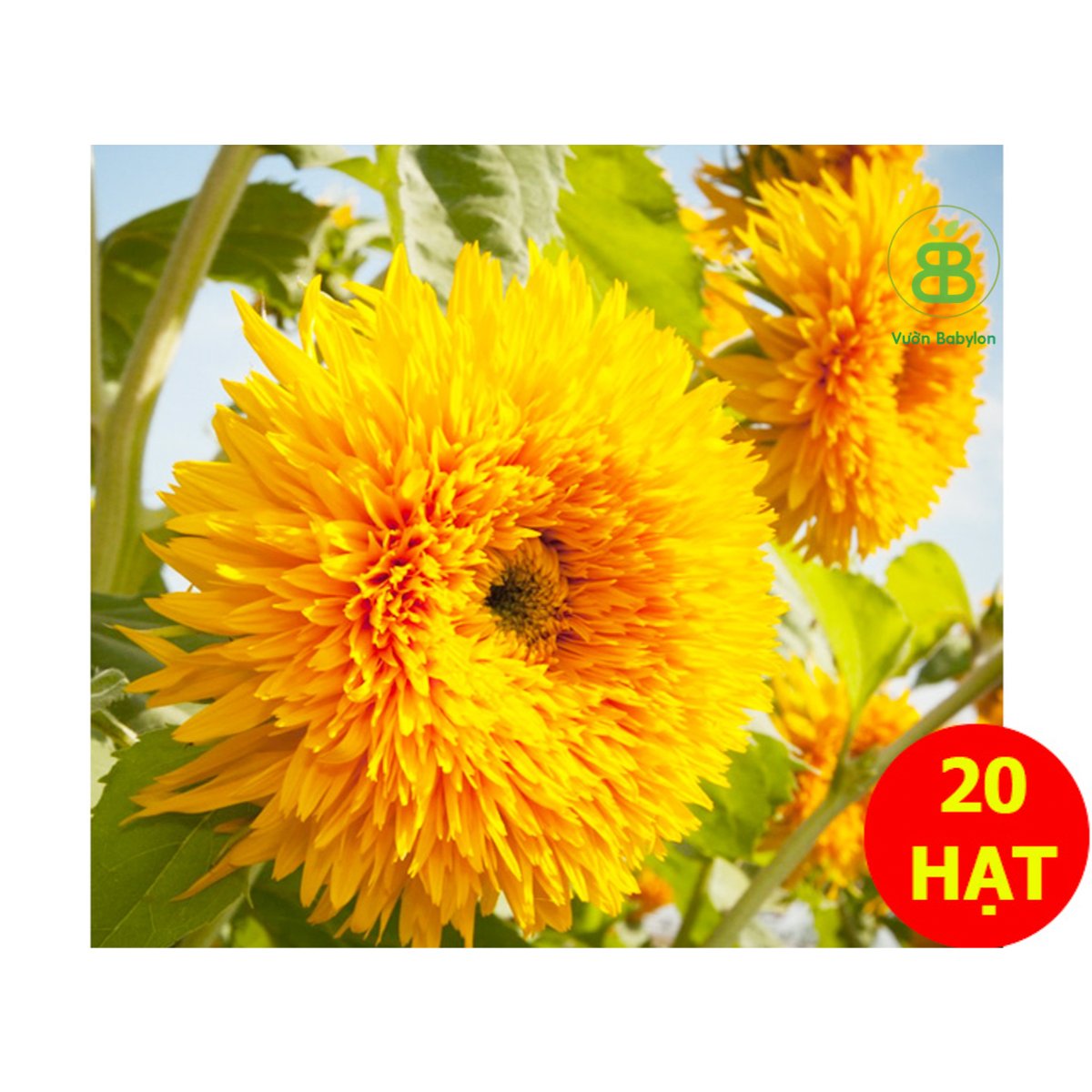 Hạt Giống Hoa Hướng Dương Cánh Kép RADO