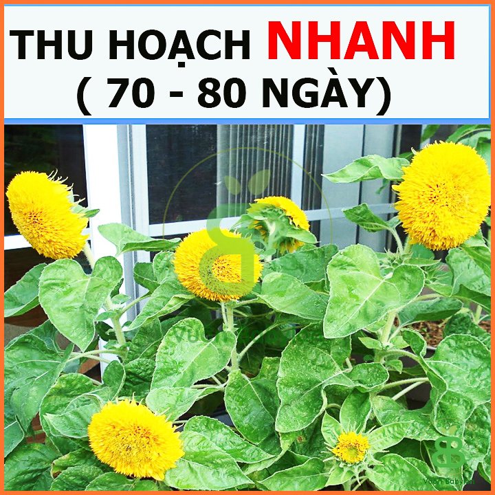 Hạt Giống Hoa Hướng Dương Cánh Kép RADO 3