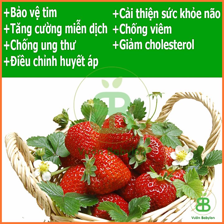 Hạt Giống Dâu Tây Chịu Nhiệt Enta RADO 2