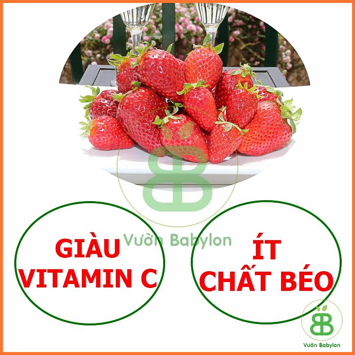 Hạt Giống Dâu Tây Chịu Nhiệt Enta RADO 3