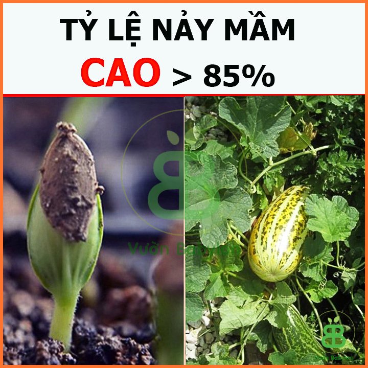 Hạt giống Dưa Gang RADO 3