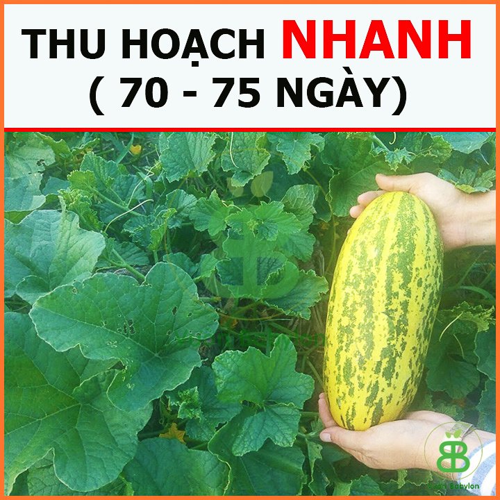 Hạt giống Dưa Gang RADO 2
