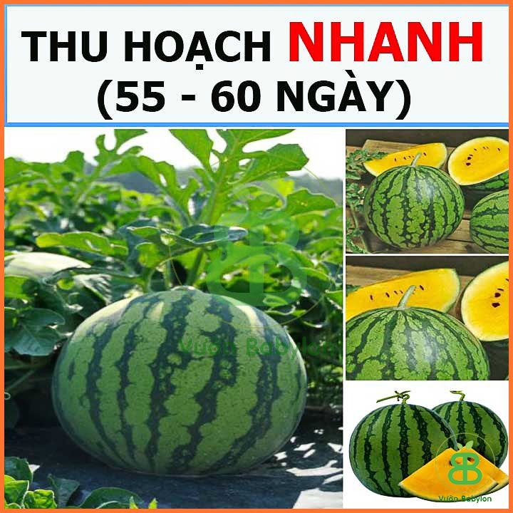 Hạt Giống Dưa Hấu Ruột Vàng RADO 3