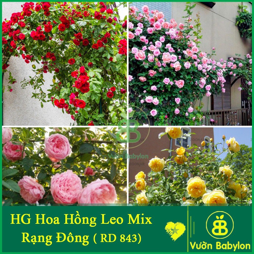 Hạt Giống Hoa Hồng Leo RADO