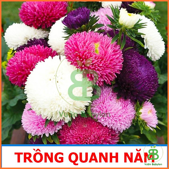 Hạt Giống Hoa Cúc Đài Loan RADO 2