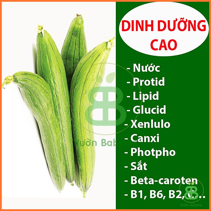 Hạt Giống Mướp Hương F1 PN 2