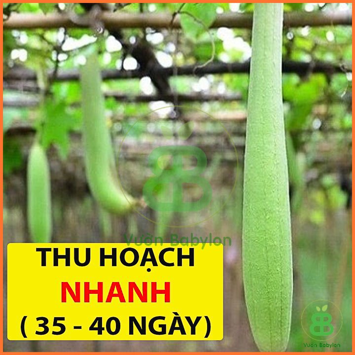 Hạt Giống Mướp Hương F1 PN 3