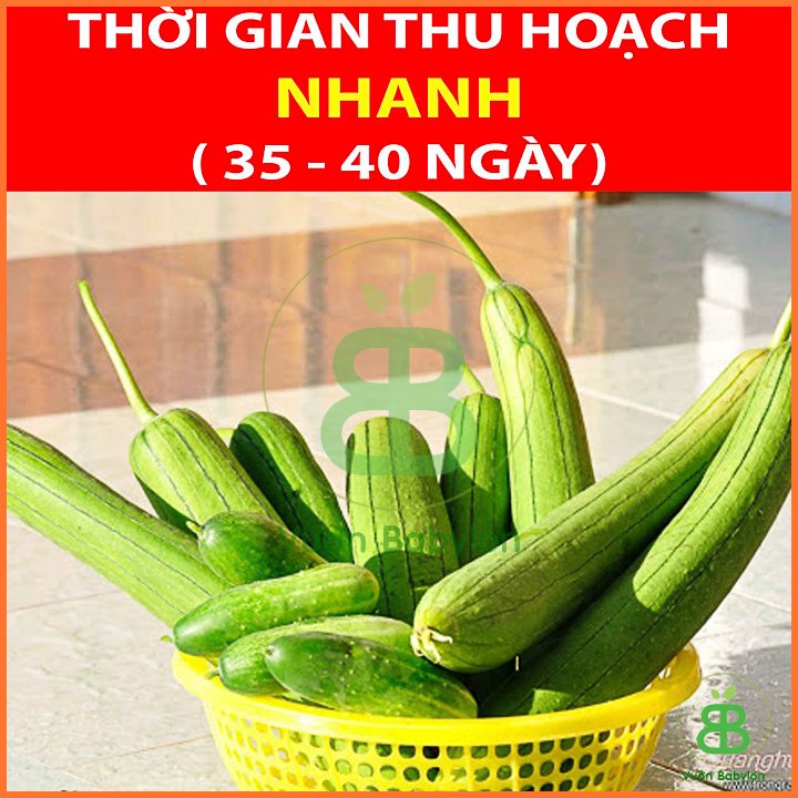 Hạt Giống Mướp Hương PN