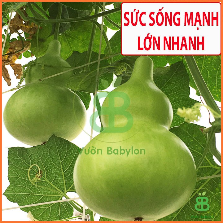 Hạt Giống Bầu Hồ Lô TN 242 3