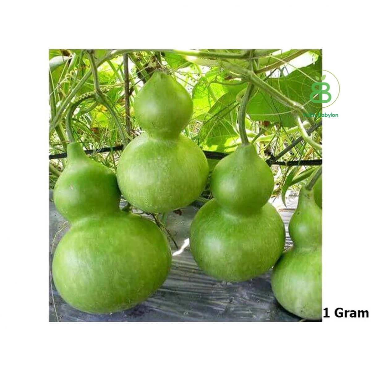 Hạt Giống Bầu Hồ Lô TN 242