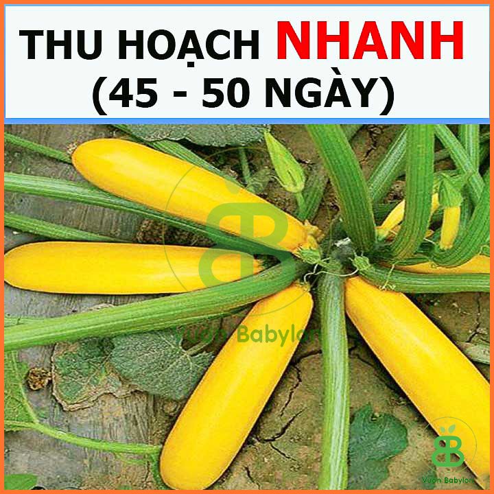 Hạt Giống Bí Ngòi Vàng RADO 2