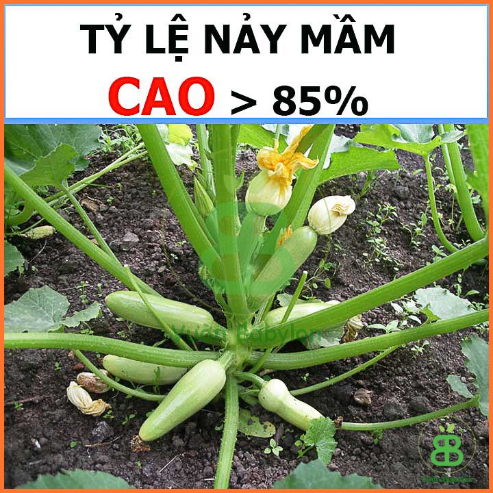 Hạt Giống Bí Ngòi Xanh Nhiều Trái – Năng Suất Cao 3