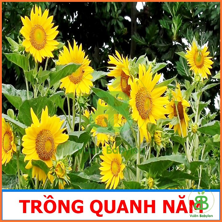 Hạt Giống Hoa Hướng Dương Cao 1Gr RADO 2
