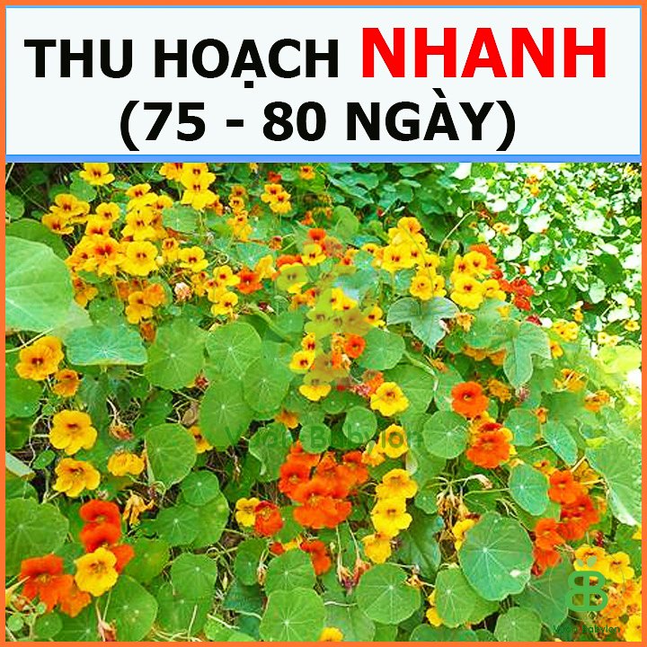 Hạt Giống Sen Cạn Lùn Mix Màu RADO 2