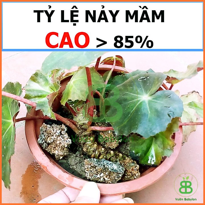 Hạt Giống Sen Cạn Lùn Mix Màu RADO 3