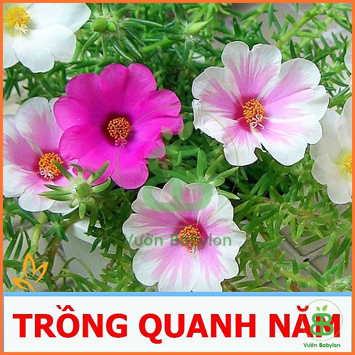 Hạt Giống Hoa Mười Giờ ĐƠN Mix RADO 3