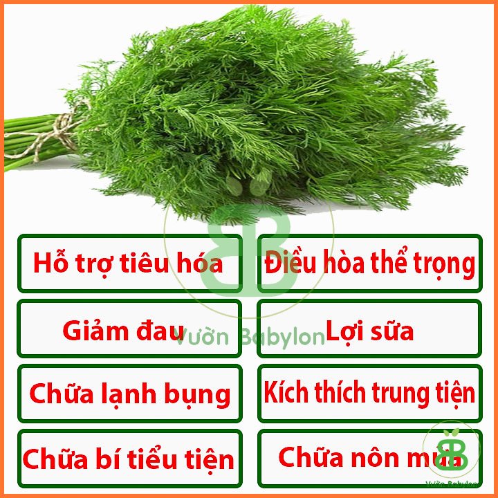Hạt Giống Thì Là PN 5Gr