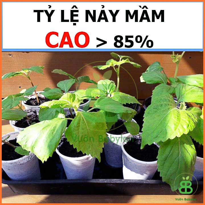 Hạt Giống Rau Thơm Mè Hàn Quốc (Sesame) 3