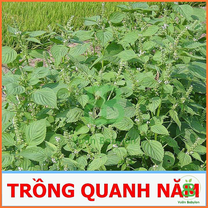 Hạt Giống Rau Thơm Mè Hàn Quốc (Sesame)