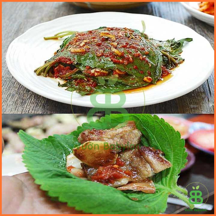 Hạt Giống Rau Thơm Mè Hàn Quốc (Sesame) 2
