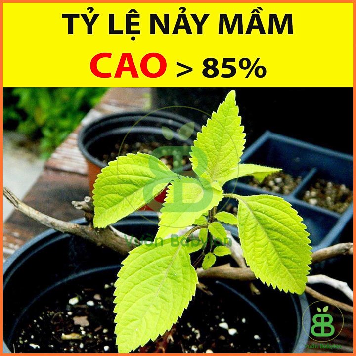 Hạt Giống Kinh Giới RADO 1gr 3
