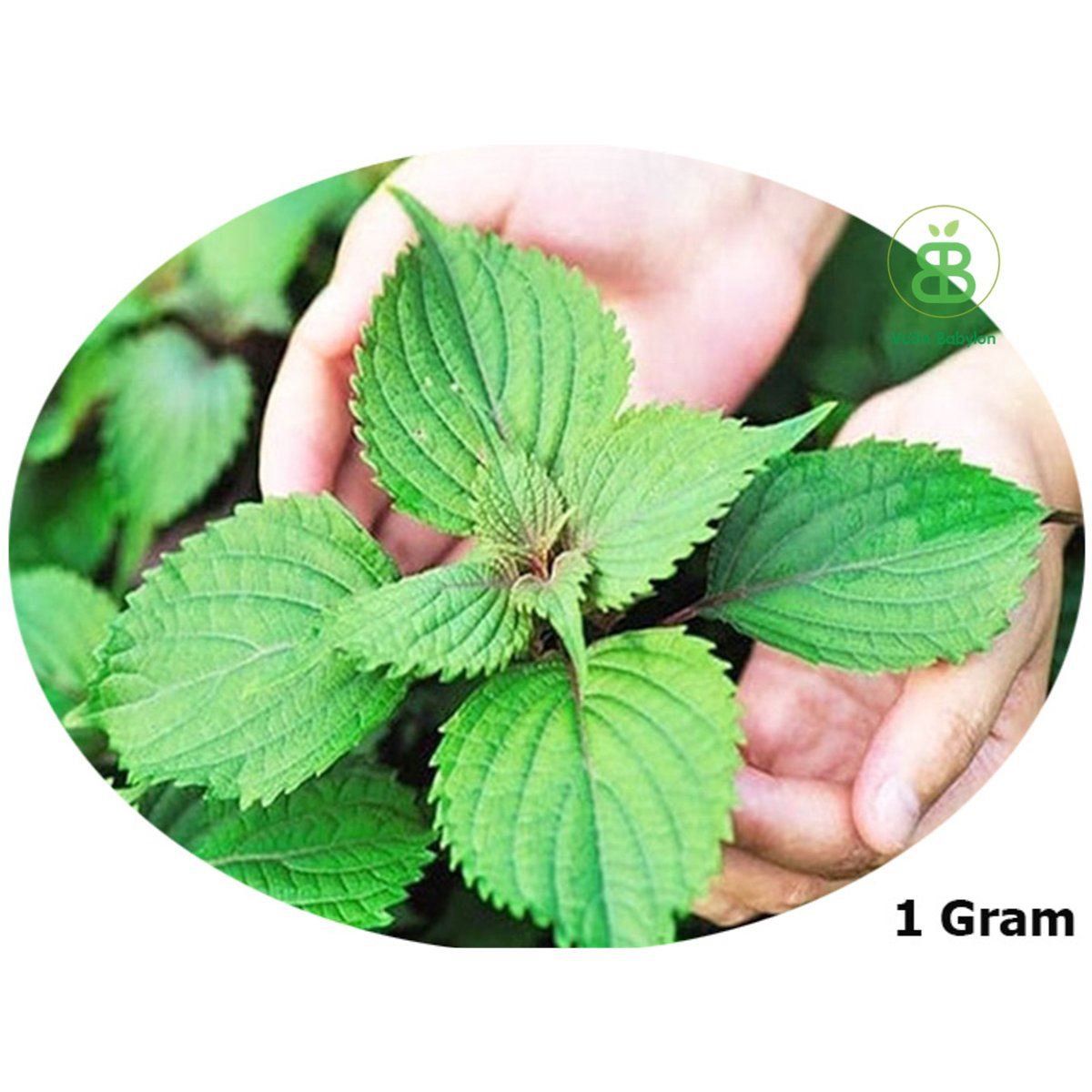 Hạt Giống Kinh Giới RADO 1gr