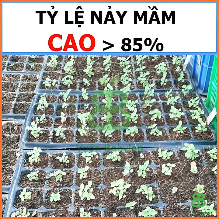 Hạt Giống Tía Tô PN 2gr 2