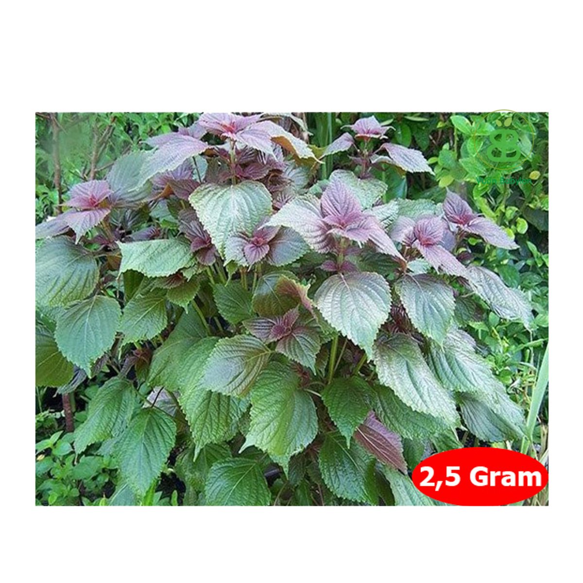Hạt Giống Tía Tô PN 2gr