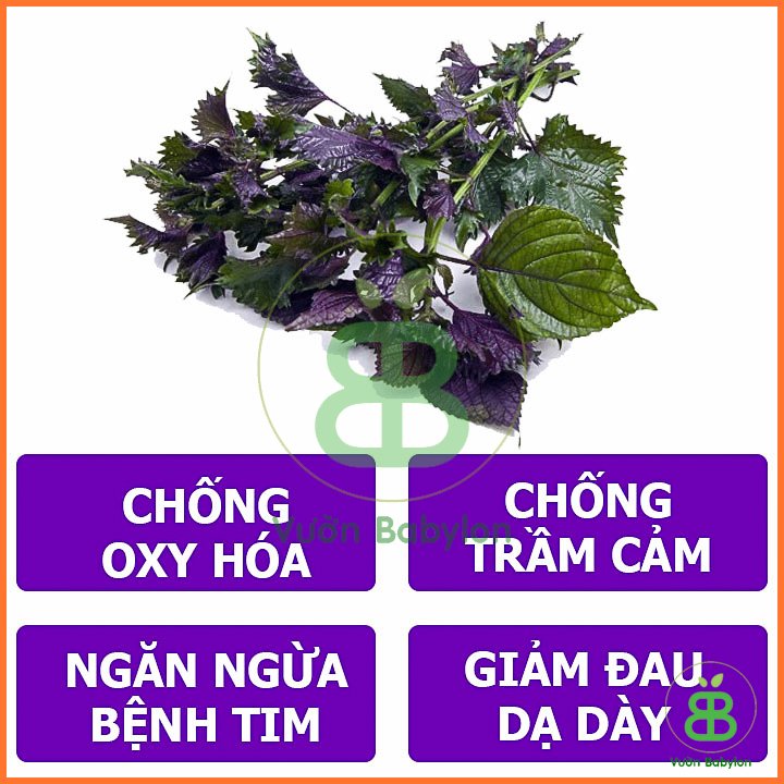 Hạt Giống Tía Tô PN 2gr 3