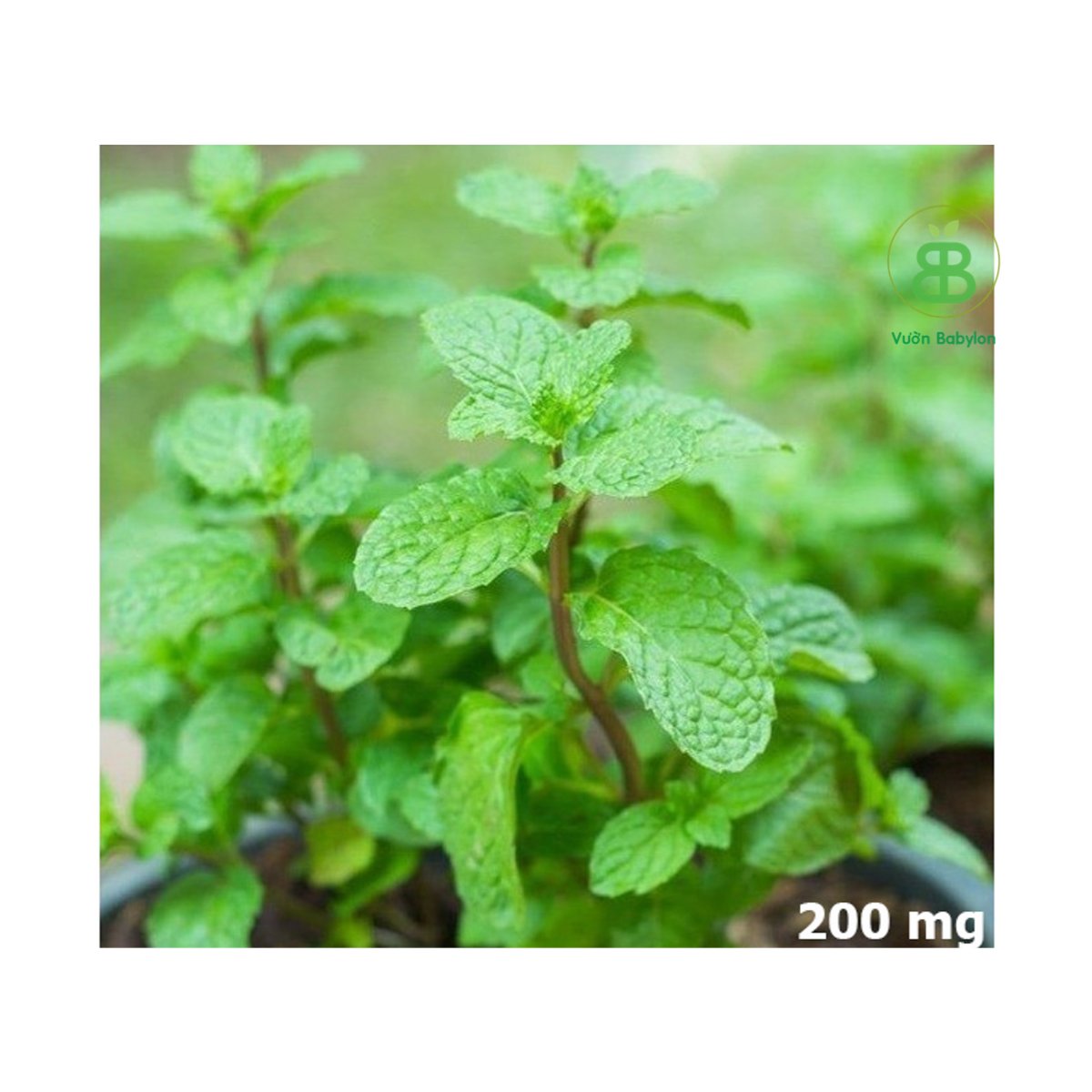 Hạt Giống Rau Húng Quế Lá To RADO 25
