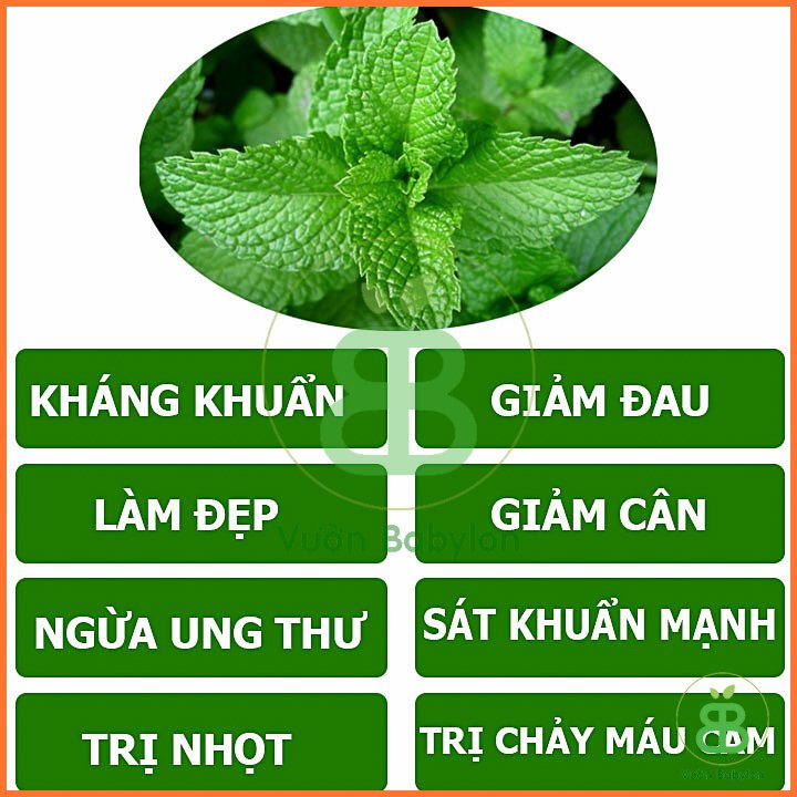 Hạt Giống Rau Húng Quế Lá To RADO 25 3