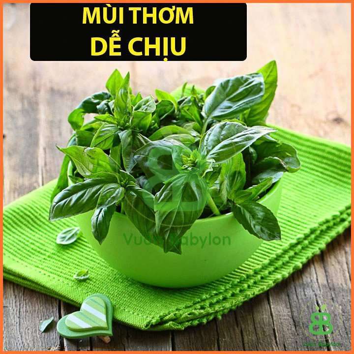 Hạt Giống Rau Húng Quế 10Gr RADO 2