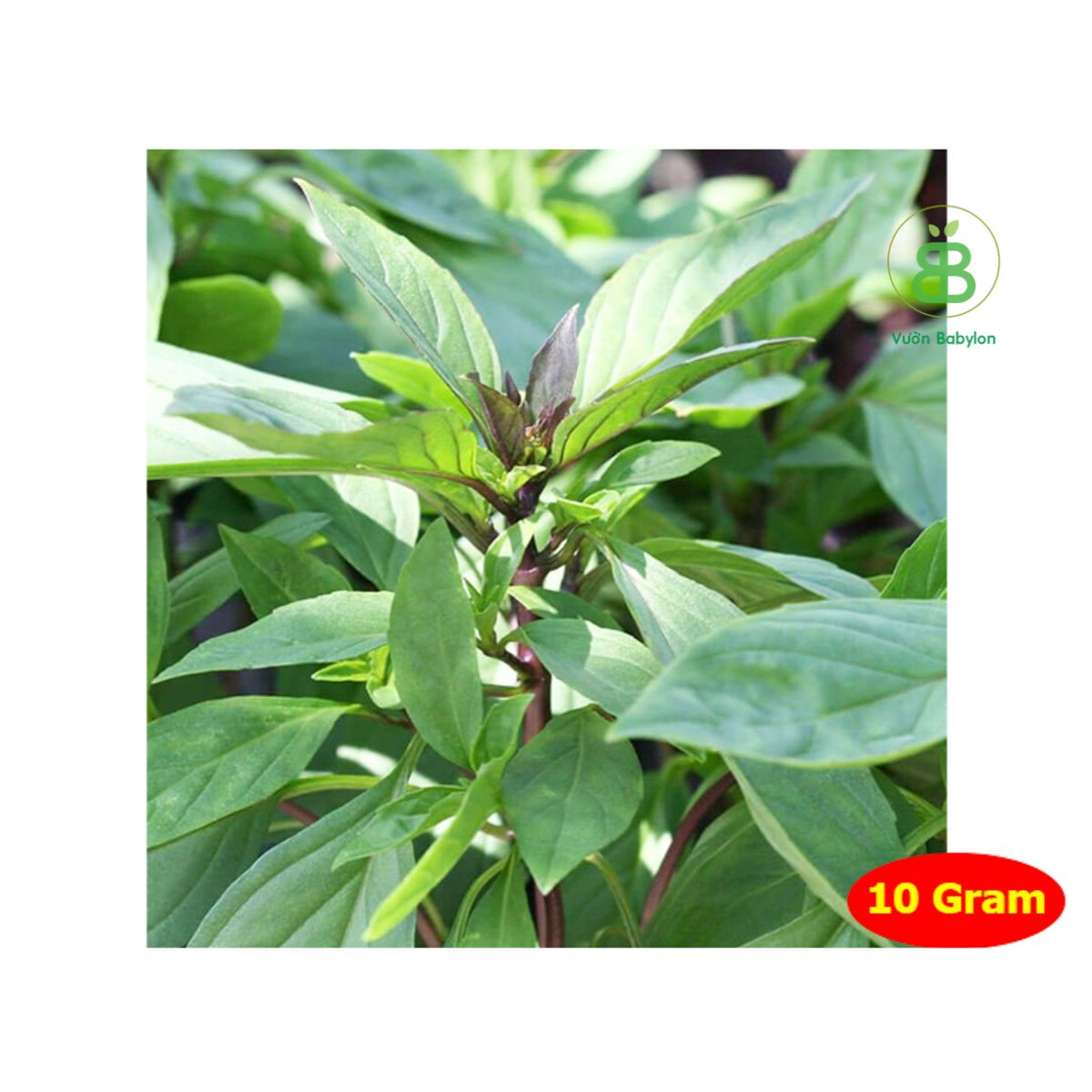 Hạt Giống Rau Húng Quế 10Gr RADO