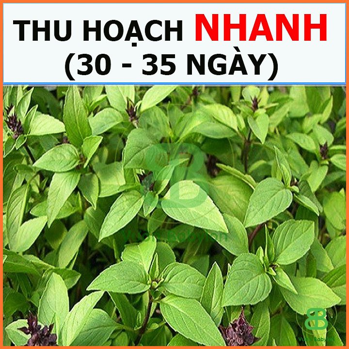 Hạt Giống Rau Húng Quế 10Gr RADO 3