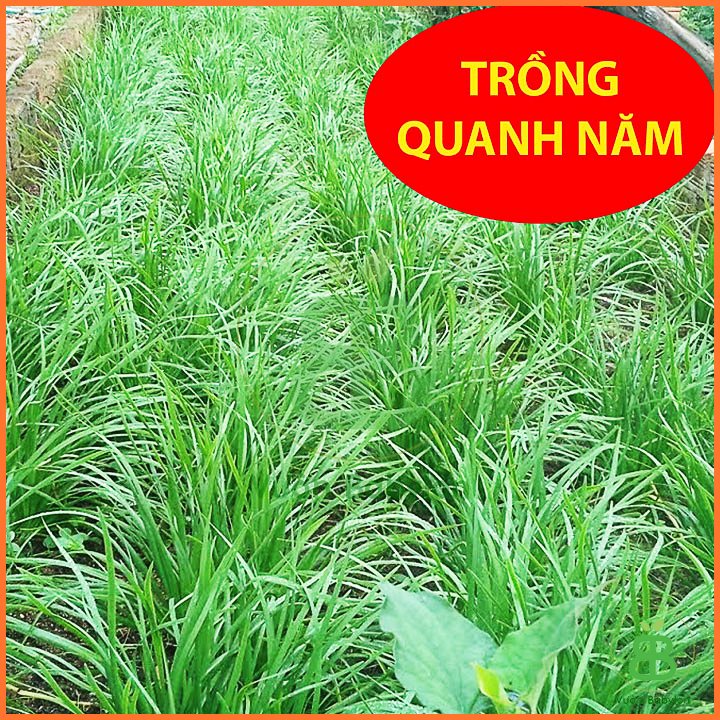 Hạt Giống Hẹ Ta 1Gr RADO 2