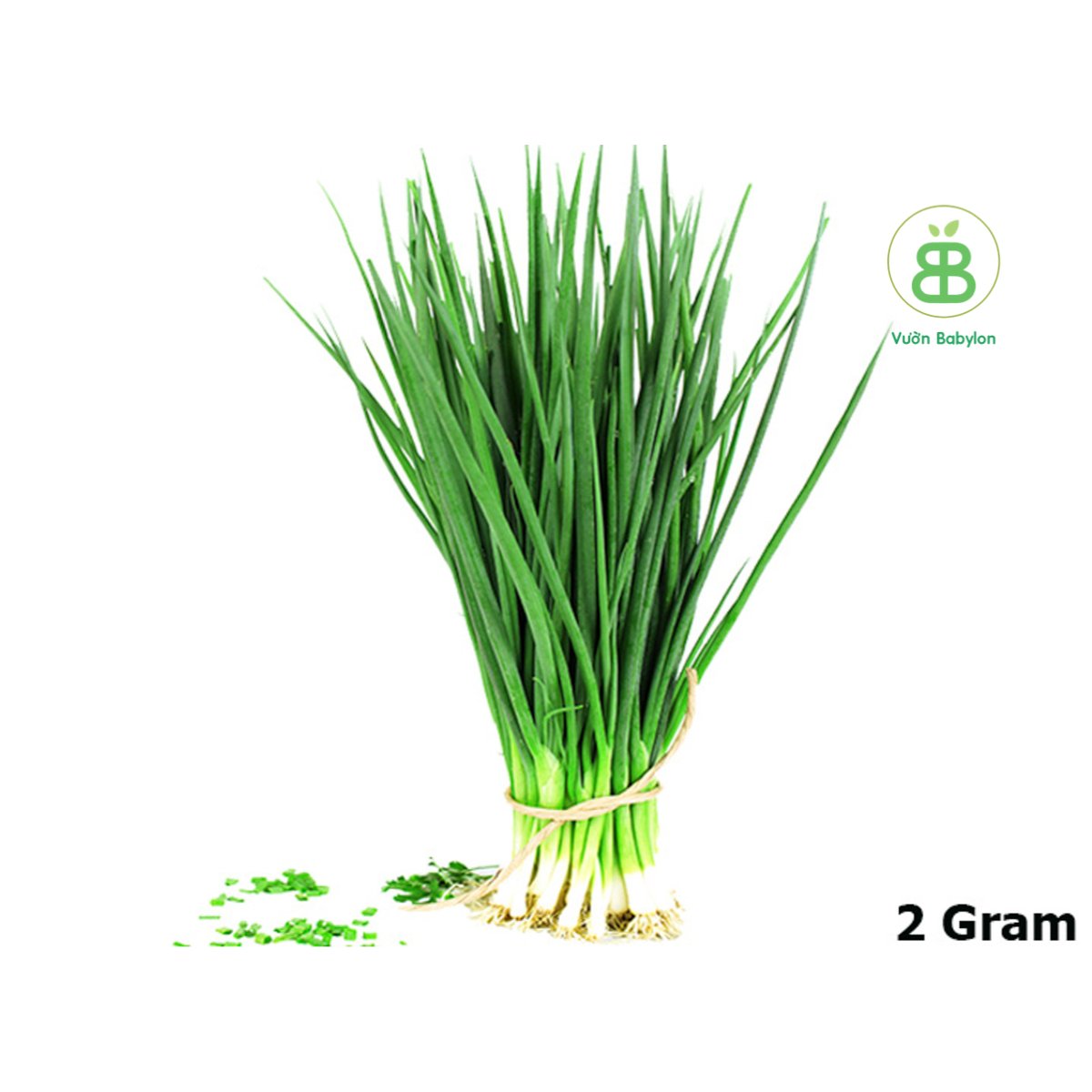 Hạt Giống Hành Hương Xanh RADO 2Gr