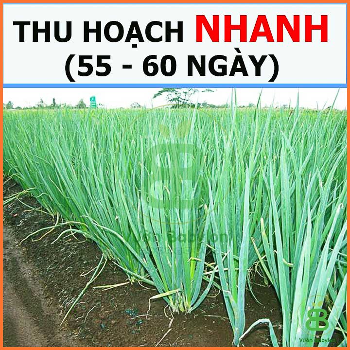 Hạt Giống Hành Hương Xanh RADO 2Gr 3