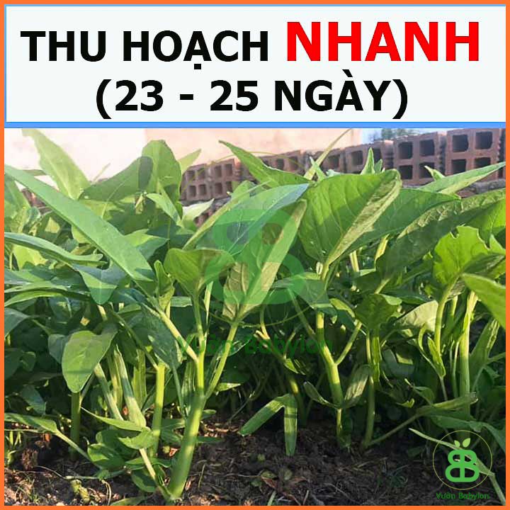 Hạt giống Rau Muống Lá Lớn PN 3