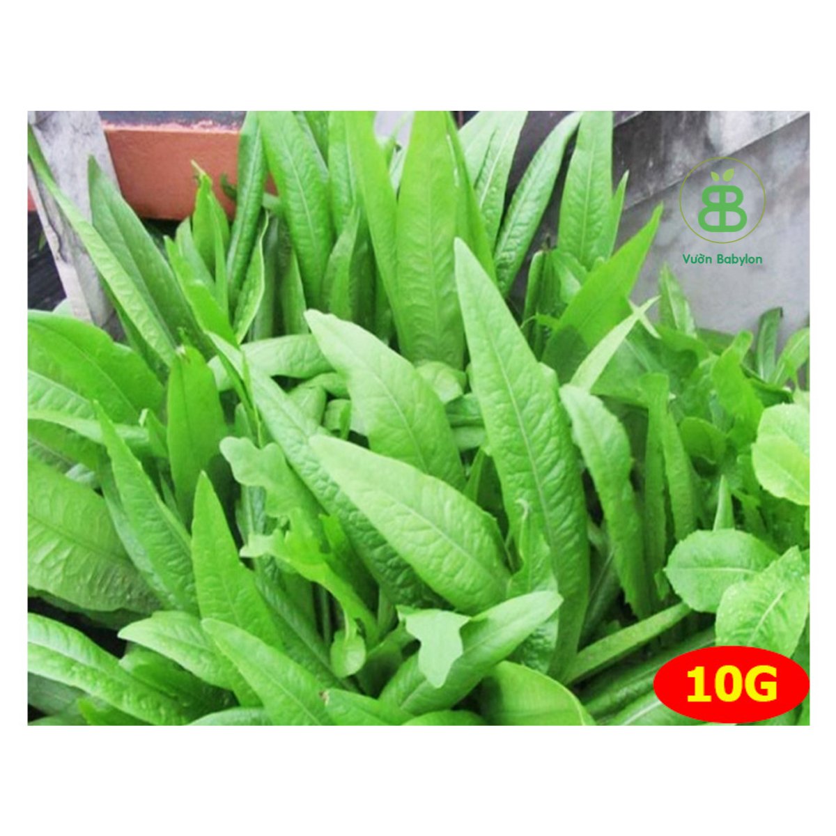 Hạt giống Xà Lách Lá Nhọn(Rau Diếp Thơm) RADO