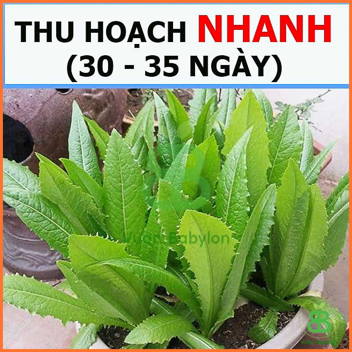 Hạt giống Xà Lách Lá Nhọn(Rau Diếp Thơm) RADO 3
