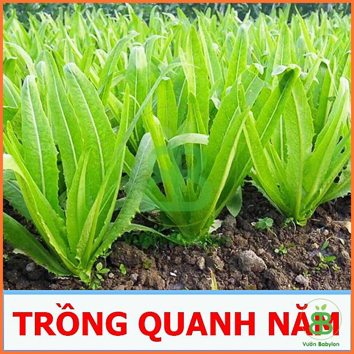 Hạt giống Xà Lách Lá Nhọn(Rau Diếp Thơm) RADO 2