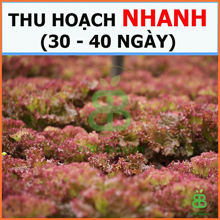 Hạt Giống Xà Lách Tím Lollo Rossa 2Gr PN 2