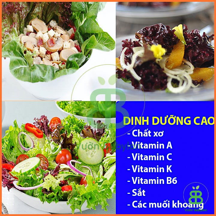 Hạt Giống Xà Lách Tím Lollo Rossa 2Gr PN 3