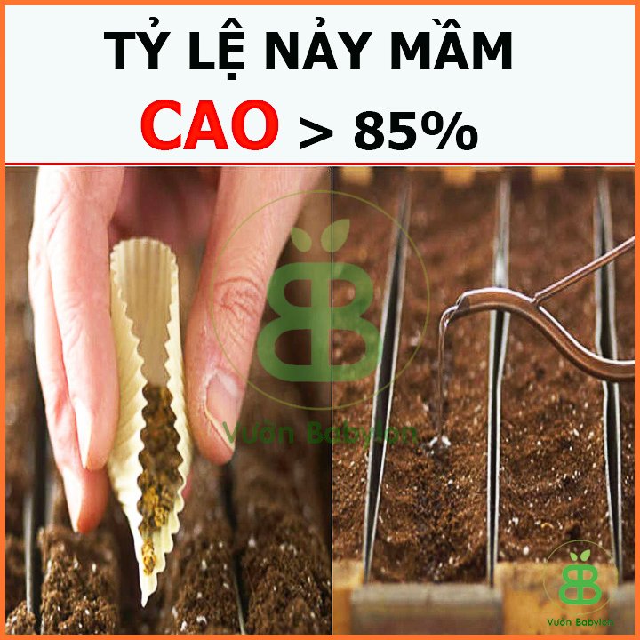 Hạt Giống Xà Lách Romaine TN 10Gr 2